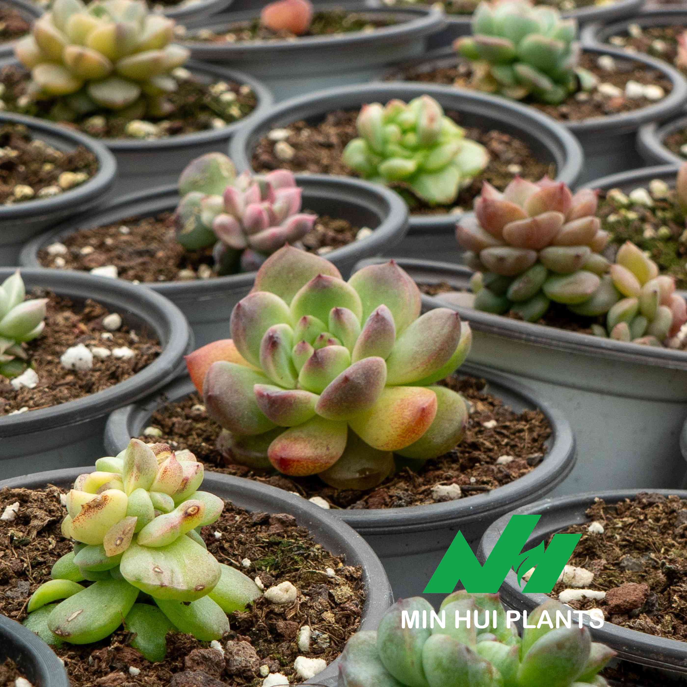 MinHui Plants-Apricot Glow